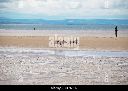 Hunde laufen auf Crosby Strand Stockfoto