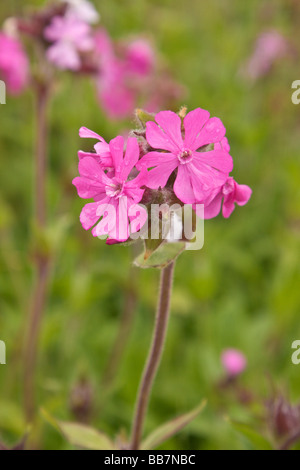 Rot oder rosa Campion Silene dioica Stockfoto