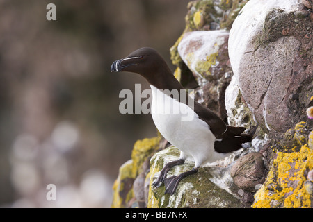 Tordalk Alca torda Stockfoto