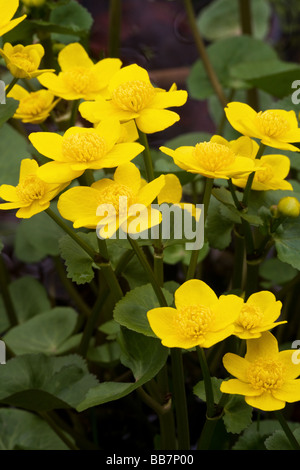 Marsh Marigold Caltha Palustris Nahaufnahme der Pflanze in Blüte Stockfoto