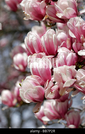 Magnolia Liliiflora blüht im Frühling in Boise, Idaho Stockfoto