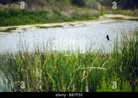 Ruhe am Fluss Malibu Creek State Park Calabasas Los Angeles LA Vogel Stockfoto