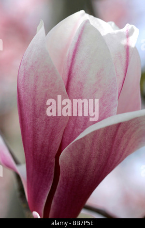 Magnolia Liliiflora blüht im Frühling in Boise, Idaho Stockfoto