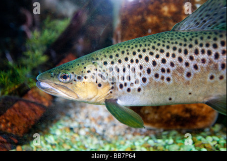 Bachforelle Salmo Trutta im Aquarium Schottland Stockfoto