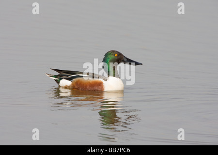 Nördlichen Löffelente Anas Clypeata Männchen in der Zucht Gefieder schwimmen Stockfoto