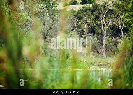 Bäume entlang Fluss Malibu Creek State Park Calabasas Los Angeles LA Stockfoto