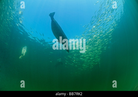 Europäischen gemeinsamen Dichtung Jagd Hering Fisch, Phoca Vitulina vitulina Stockfoto