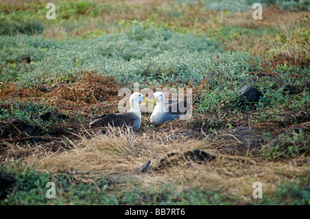 Winkte Albatross auf Nest, Boden zwei Erwachsene sitzen auf im Mai zur Brutzeit, Espanola Insel, Galapagos, Pazifik Stockfoto