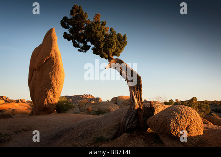 Wacholder und konische Rock bei Jumbo Rocks in Joshue Tree Nationalpark Kalifornien USA Stockfoto