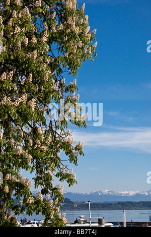 Aeculus Hippocastanum Sapindaceae oder falsche Kastanie in voller Blüte mit Schweizer Alpen im Hintergrund Stockfoto