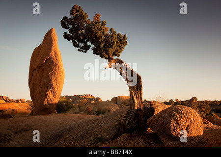 Wacholder und konische Rock bei Jumbo Rocks in Joshua Tree Nationalpark Kalifornien USA Stockfoto