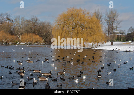 Wasservögel auf Boating Lake Regents Park im Winter London England UK Stockfoto