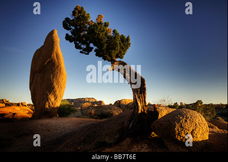 Wacholder und konische Rock bei Jumbo Rocks in Joshue Tree Nationalpark Kalifornien USA Stockfoto