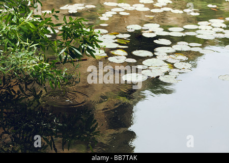 Lilly Pads in Calabasas Los Angeles LA River Malibu Creek State Park Stockfoto