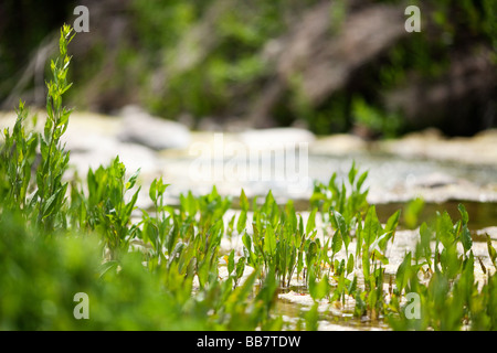 River Pflanzen Malibu Creek State Park Calabasas Los Angeles LA Stockfoto