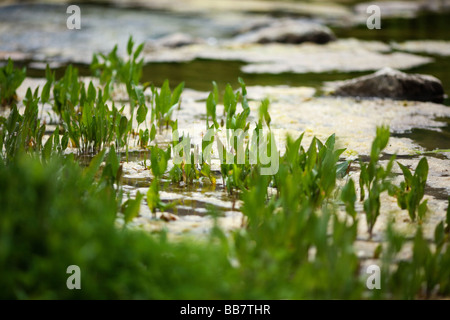 River Pflanzen Malibu Creek State Park Calabasas Los Angeles LA Stockfoto