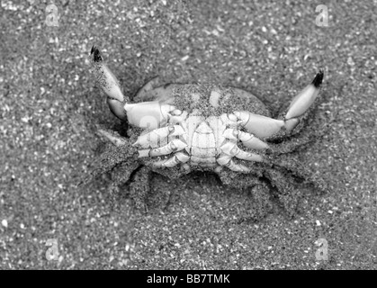Tote Krabben am Strand Stockfoto