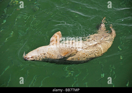 Europäischen gemeinsamen Dichtung Jagd Hering Fisch, Phoca Vitulina vitulina Stockfoto