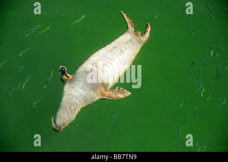 Europäischen gemeinsamen Dichtung Jagd Hering Fisch, Phoca Vitulina vitulina Stockfoto