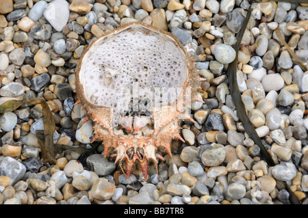 Leere Hülle der stacheligen Seespinne Stockfoto