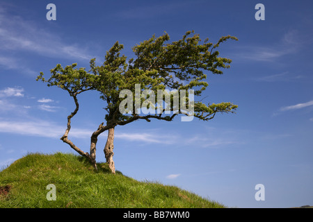 einsamer windgepeitschten Baum auf dem Gipfel eines Berges im County Antrim-Nordirland-Großbritannien Stockfoto
