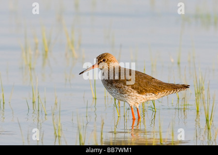 Porträt von einem Rotschenkel Tringa totanus Stockfoto