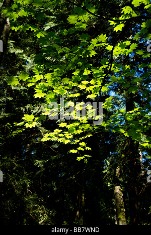 Rebe Ahorn Bäumchen lässt im gefleckten Licht des Waldes öffnen Stockfoto