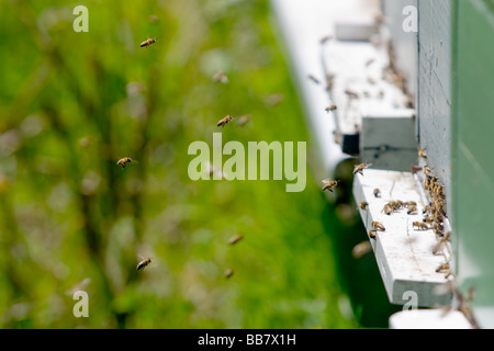 Bienen fliegen in und aus einem Bienenstock Stockfoto