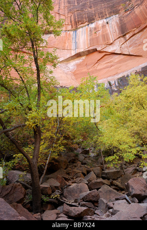 Basis der Felswand am oberen Emerald Pool im Zion Nationalpark, Utah Stockfoto