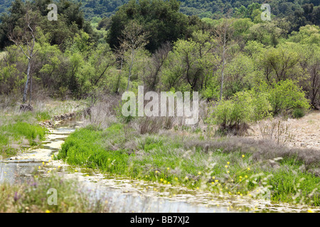 Fluss in Malibu Creek State Park Calabasas Los Angeles LA Stockfoto