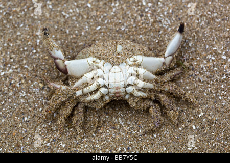 Tote Krabben am Strand Stockfoto