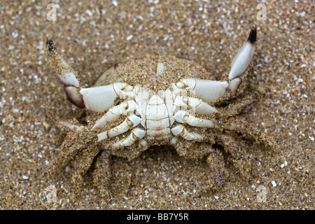 Tote Krabben am Strand Margate Stockfoto