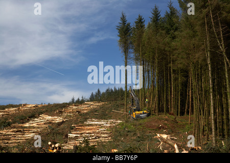 Ernte von Holz aus Nadelholz Nadelbaum Ort in North County Antrim-Nordirland Stockfoto