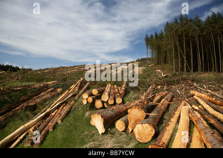 Ernte von Holz aus Nadelholz Nadelbaum Ort in North County Antrim-Nordirland Stockfoto