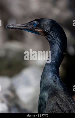 Brandts Kormoran in Moss Landing, Kalifornien, USA Stockfoto