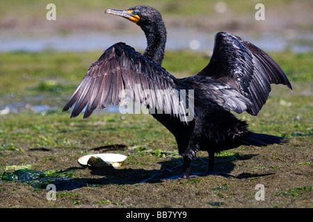 Doppelte Crested Kormoran Trocknung seine Flügel in Moss Landing, Kalifornien, USA Stockfoto