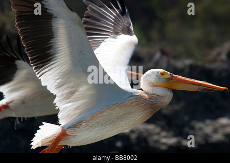 American White Pelican abheben, Moss Landing, Kalifornien, USA Stockfoto