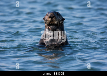 Sea Otter, Moss Landing, Kalifornien, USA Stockfoto
