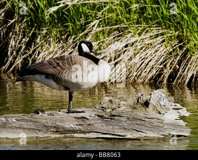Kanada-Gans thront auf einem Baumstamm Stockfoto