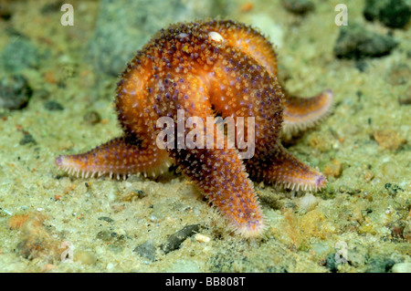 gemeinsamen Seestern Fütterung Stockfoto