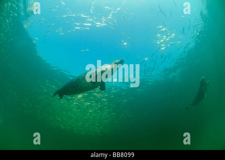 Europäischen gemeinsamen Dichtung Jagd Hering Fisch, Phoca Vitulina vitulina Stockfoto