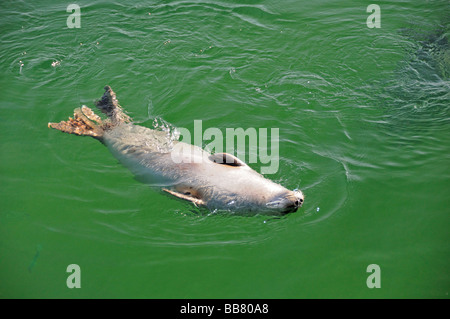 Europäischen gemeinsamen Dichtung Jagd Hering Fisch, Phoca Vitulina vitulina Stockfoto