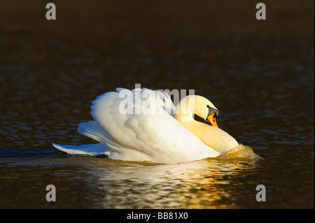 Höckerschwan (Cygnus Olor), bedrohliche Geste Stockfoto