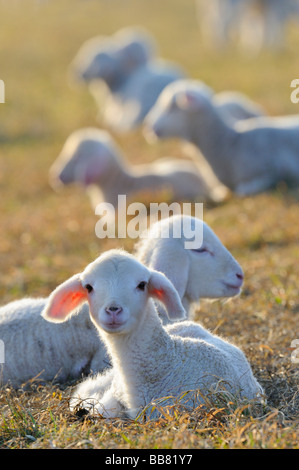 Hausschafe, Merino-Schafe, Lämmer Stockfoto