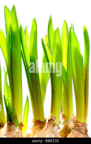 Grape Hyacinth verlässt (Muscari) Stockfoto