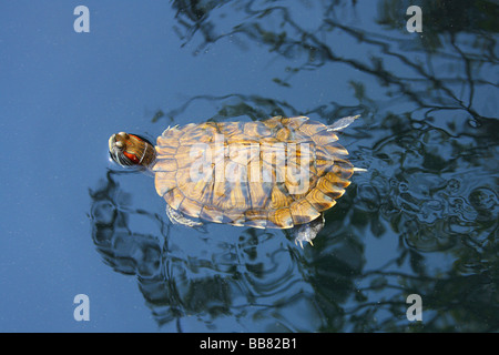Der rotohrige Slider, auch als Rotohrschildkröte bekannt, Mumbai, Indien. Stockfoto