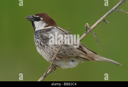 Die spanische Sparrow(Willow Sparrow), Passer Hispaniolensis in Sorbulak See, Südkasachstan. Stockfoto