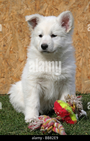 Welpen, weiße Schweizer Schäferhund, 7 Wochen alt Stockfoto