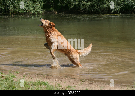 Männlichen Golden Retriever, 3, 5 Jahre alt, sprang aus dem Wasser, um Nahrung zu fangen Stockfoto