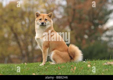 Shiba Inu auf einer Wiese Stockfoto